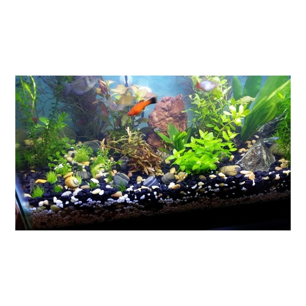 LEDlife akvarie T8-Pro120 - 18W LED-rør, 12000K, 120 cm, 230V input, 1700lm, RA75