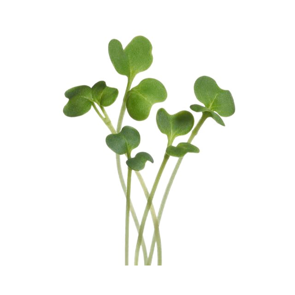 Microgreens - Økologisk Grønkål Westland efterår