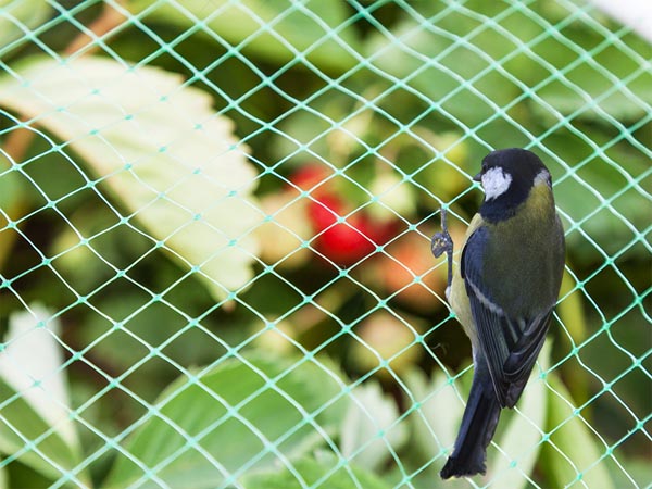 Fuglenet / kirsebærnet - 4x5m