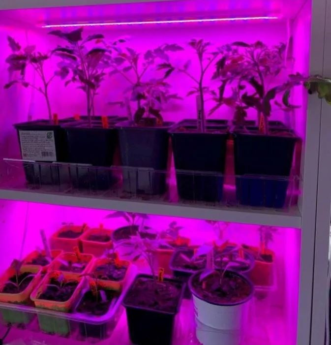 0,5 meter vandtæt aluprofil til vækst - 24V, 10,5W LED, 3:1 rød/blå fordeling, IP65, med stik