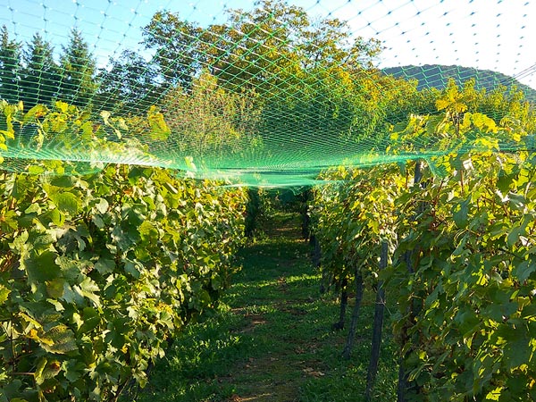 Fuglenet / kirsebærnet - 4x10m