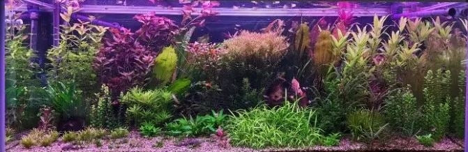 0,5 meter vandtæt aluprofil til vækst - 24V, 10,5W LED, 3:1 rød/blå fordeling, IP65, med stik