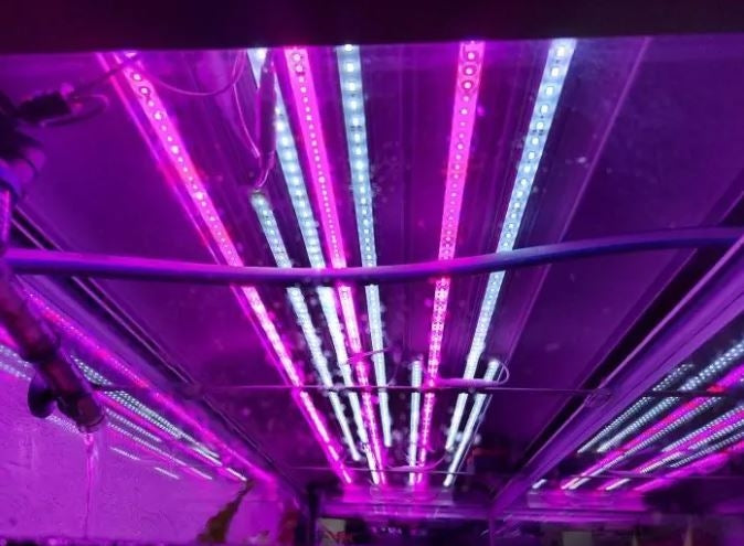 0,5 meter vandtæt aluprofil til vækst - 24V, 10,5W LED, 3:1 rød/blå fordeling, IP65, med stik